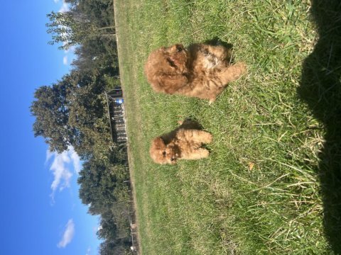 Orjinal minyatür toy poodle yavrular