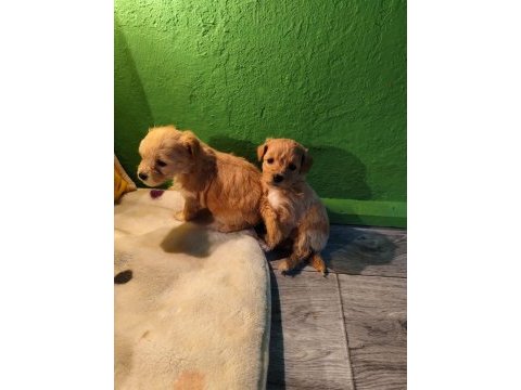 Poodle miniklerim