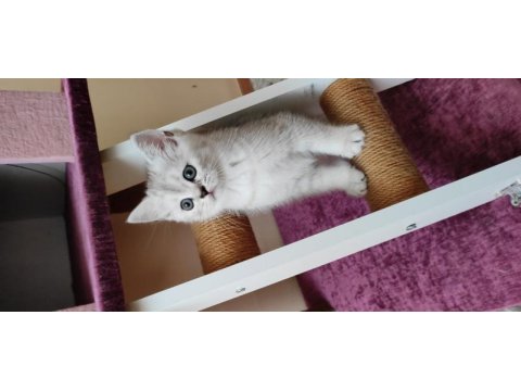 2 aylık british shorthair dişi