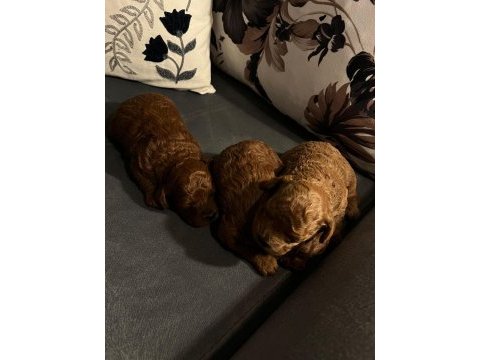 Toy poodle yavrularımız