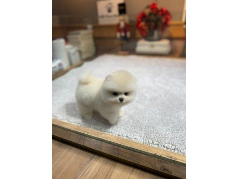 Orjinal ırk ve sağlık garantili köpekler