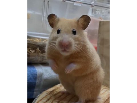 Hamster-gonzales yavrularımız heryere gönderim