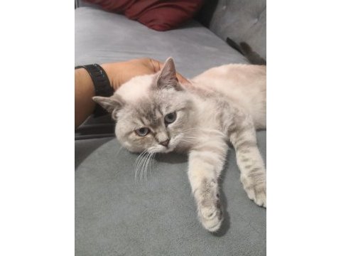 7 aylık erkek british shorthair yavruma yuva