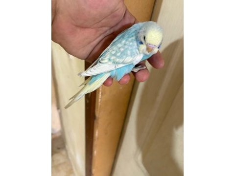 31 günlük oğlan bebek muhabbet kuşumuz