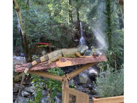 Ele omuza alışkın erkek ve dişi iguanalarimiz ilanda