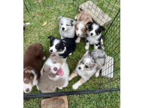 Border collie kapıda ödemeli çiftlik kredi kartı geçer