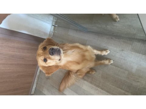 Safkan golden retriever oğlumuza dişi arıyoruz