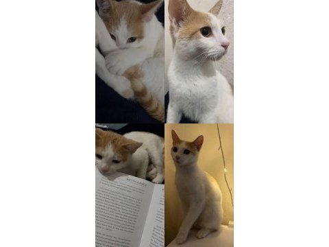 İsimi simba 1 yaş 1 ay kedimize yeni sahibini arıyorum