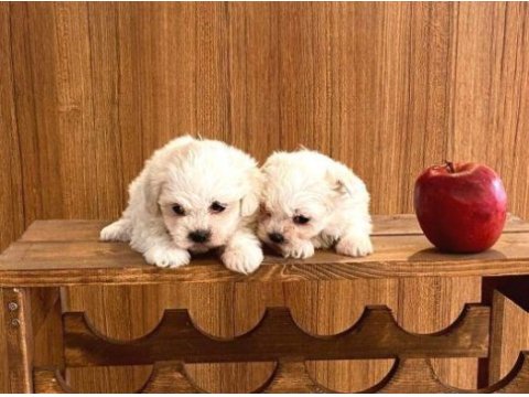 Teacup maltese bebeklerimiz