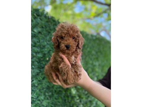 Minik kalpli poodle patimin kocaman sevgisi