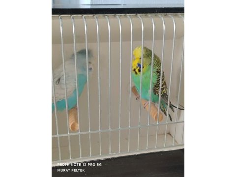 Show jumbo muhabbet kuşlar