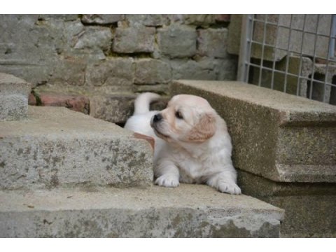 Golden retriever yavruları
