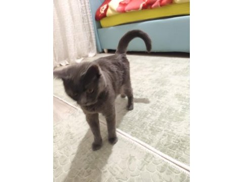 British shorthair annemiz 1 buçuk yaşında