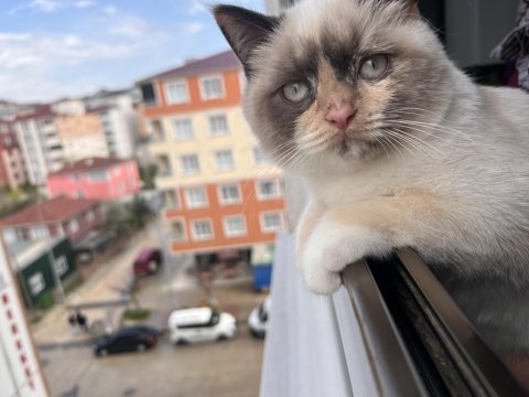 British blue point kedimiz sahiplendirilecektir
