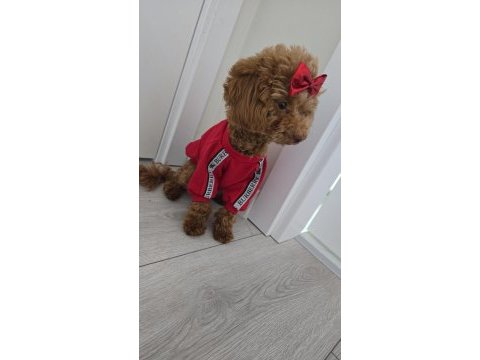 Kahverengi kore toy poodle