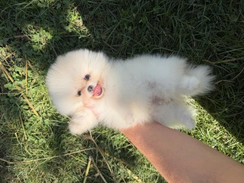 Kususrsuz güzellık üst düzey pomeranian boo