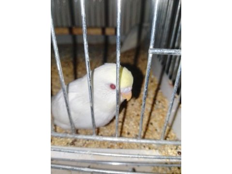 Kırmızı göz muhabbet kuşu