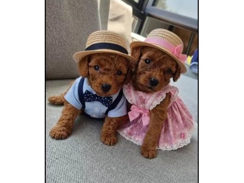 Tatlı kucuk poodle mınıkler