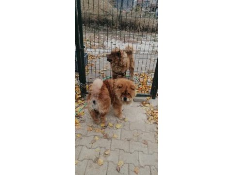 Chow cohw çin aslanı erkek dişi ve yavru