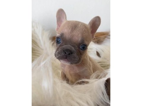 Micro boy french bulldog yavrum
