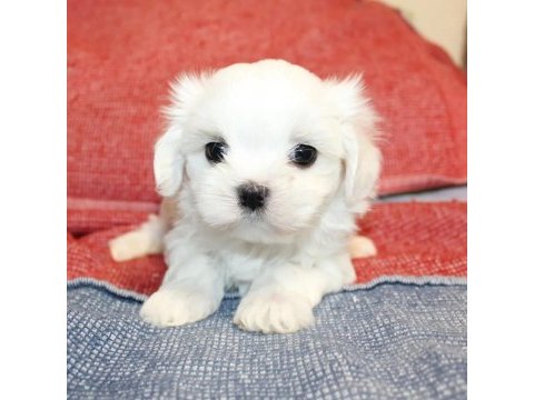 Beyaz maltipoo bebeğimiz uygun