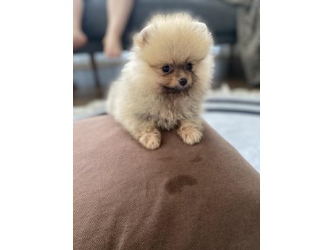 3 aylık minik pomeranian yavrumuz