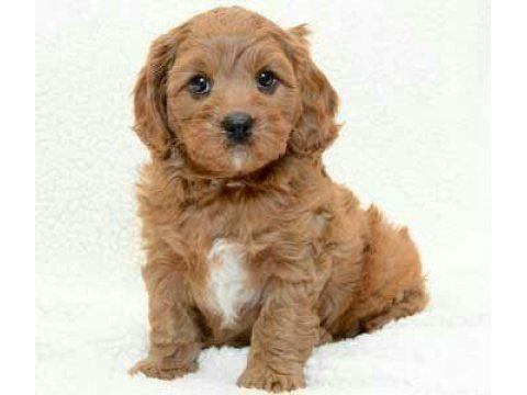 Maltipoo cinsi köpekler dişi ve erkek mevcuttur
