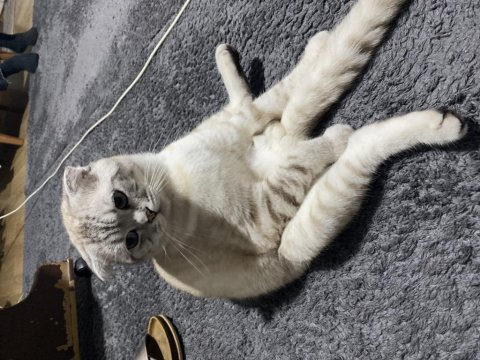 Scottish fold blue point sahiplendirilecektir