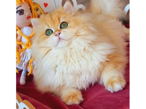 Show kalite orange british shorthair longhair