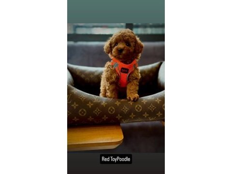 Red toy poodle yavrularımız mağazamızdan sizlerle