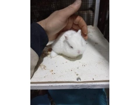 Cüce tavşan yavruları