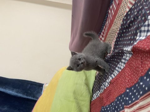 Scottish fold bluepoint ve gri renk