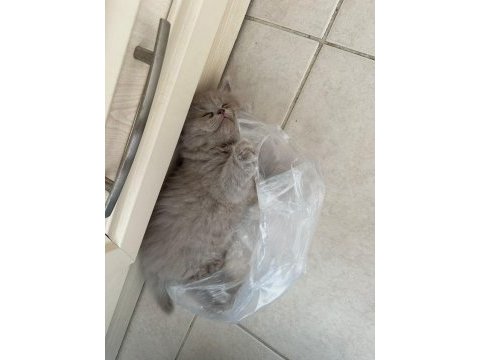 British shorthair