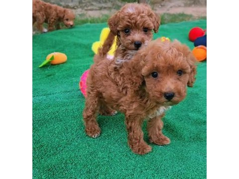 Maltipoo yavrular aileye katılmaya hazır