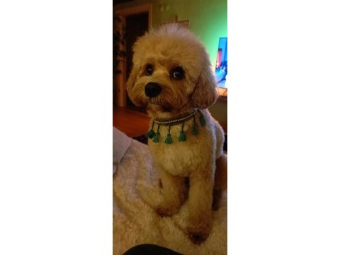3 yaşında erkek maltipoo