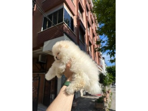 Dünyalar tatlısı japon pomeranian yavrularımız