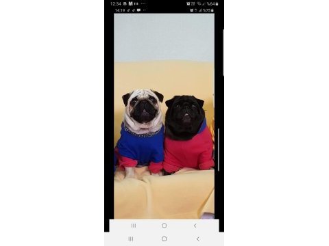 Orijinal pug mops