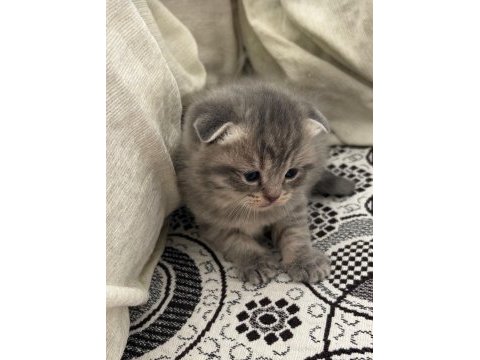 3 kardeş scottish fold