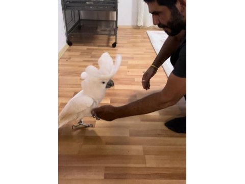Kakadu papağanı böylesi yok