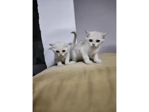 British shorthair silver point