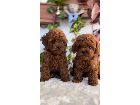 Red brown kore kan erkek poodle