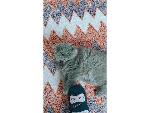 5 aylık scottish fold