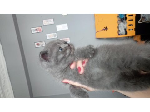 Erkek british shorthair
