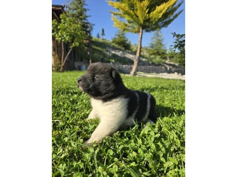 Safkan amerikan akita minikler