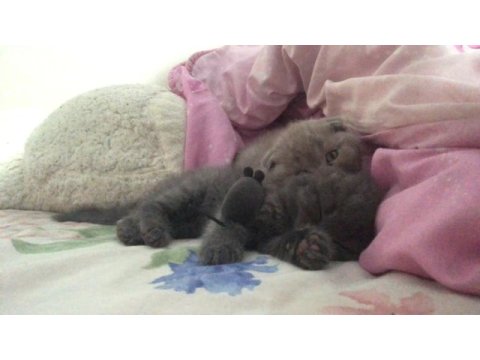 Scottish fold iki kardeş