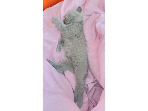 Poncik british shorthair prenses