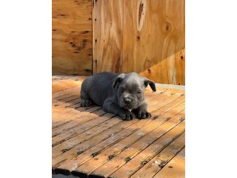 2 aylık üst kalite french bulldog bebekler