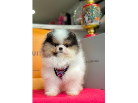 Sevimli pomeranian boo yavrularımız