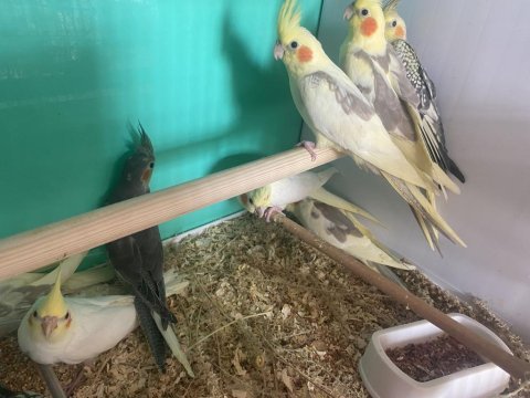 Çesit çeşit sultan papağanı 16 yaş altı özel kampanya