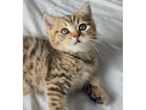 Minik pamuk gibi yavrularımız british longhair